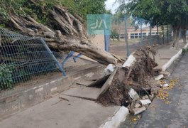 Ventos fortes derrubam árvore e danificam grade e calçada de escola em Arapiraca