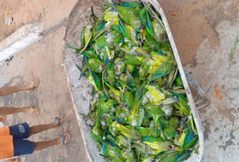 Tempestade derruba árvore e provoca morte de mais de 350 periquitos no Maranhão