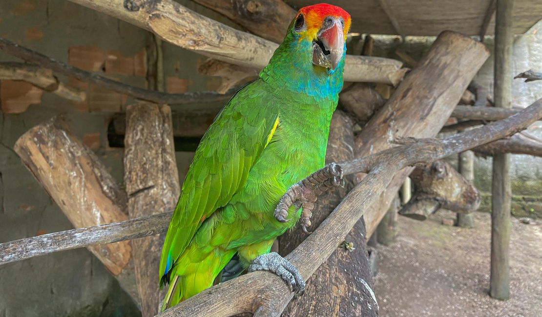 Papagaios ameaçados de extinção chegam a Alagoas para reintrodução na natureza