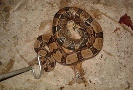 Serpente de 2 metros é apreendida em Marechal Deodoro