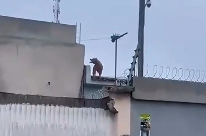Cão da raça pitbull é visto em telhados de residências no Centro de Arapiraca
