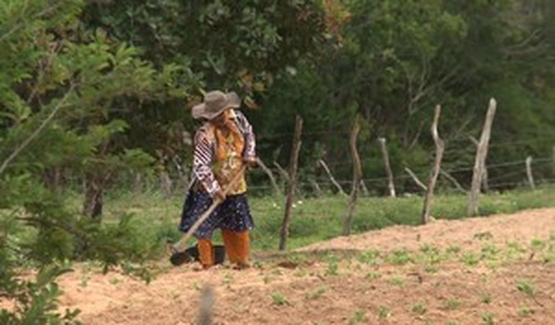 Agricultores de 11 cidades alagoanas receberão o Garantia Safra