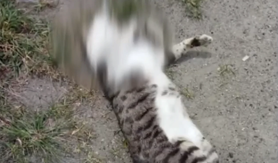 Polícia Civil investiga se animais foram mortos envenenados no interior de Alagoas