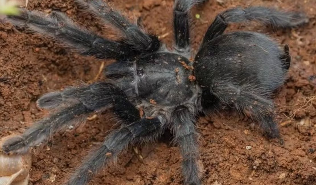 Nova espécie de tarântula impressiona por órgão genital 'avantajado' de 5cm