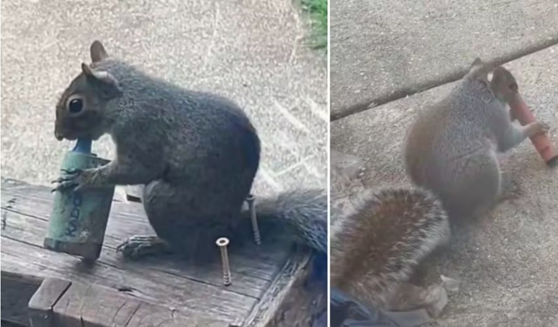 Esquilo viraliza ao ser flagrado 'fumando vape' no Reino Unido