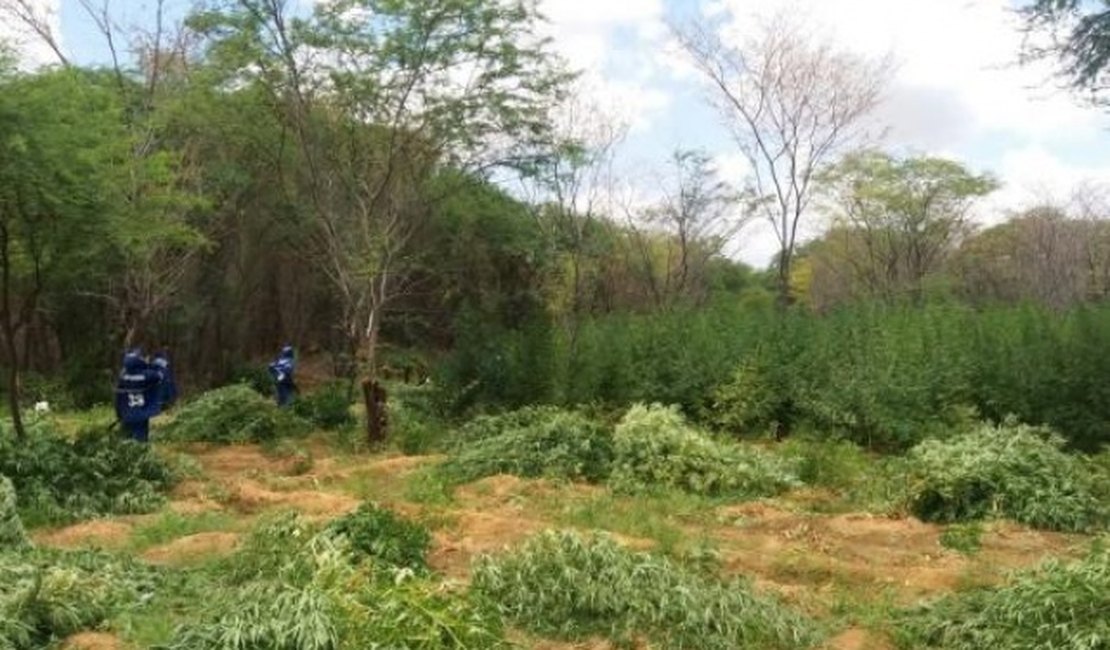 Polícia Federal destrói 48 mil pés de maconha encontrados no Rio São Francisco