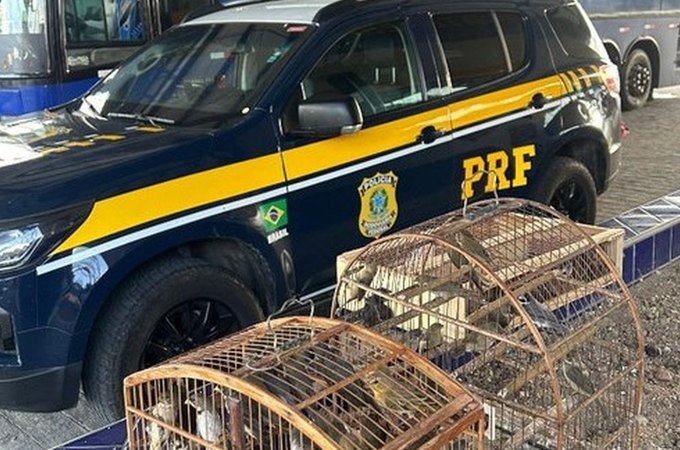 PRF resgata 97 aves vítimas de maus-tratos em ônibus clandestino no interior de Alagoas