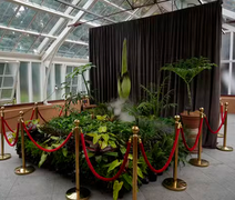 Flor-cadáver: milhares se reúnem para ver planta com cheiro de carne podre florescer na Austrália