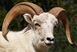 Carneiro é condenado a três anos de prisão por matar mulher a cabeçadas