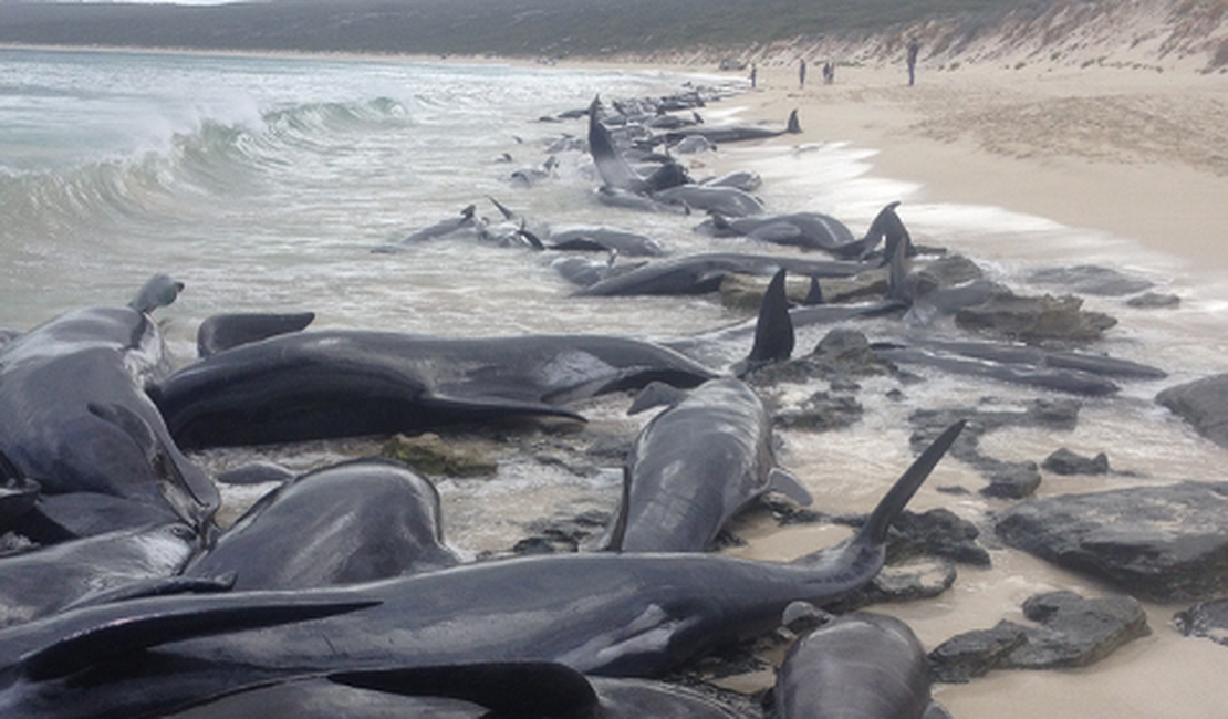 Mais de 100 baleias encalham em praia na Austrália; maioria morre