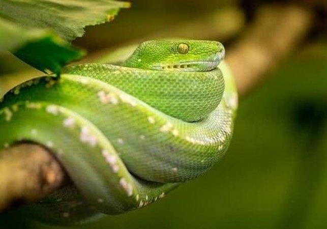 Mulher não será indenizada por briga após chamar colega de trabalho de 'cobra gospel'