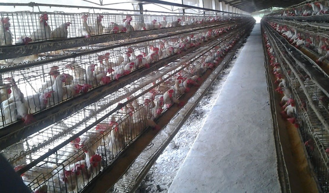 Fiscalização do IMA autua granjas em Arapiraca