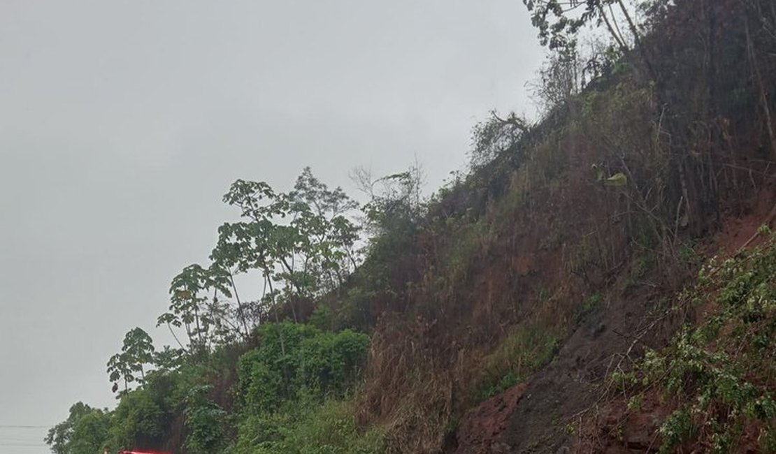 Árvore cai e deixa parte da BR-104 interditada, em Alagoas