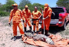 Jacaré de quase dois metros é capturado em Piranhas, Sertão de Alagoas