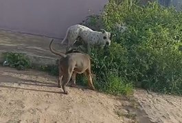 Equipes se mobilizam para capturar cães da raça pitbull soltos no bairro Senador Nilo Coelho