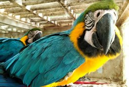 Animais resgatados passam por triagem e reabilitação antes de serem devolvidos ao meio ambiente