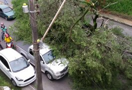 Após chuvas fortes, árvore tomba e atinge três veículos em Maceió