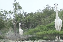 Caçadores matam duas das últimas três girafas brancas do mundo