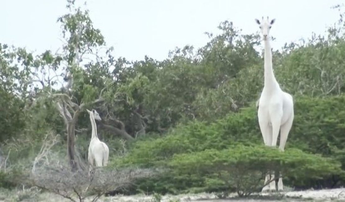 Caçadores matam duas das últimas três girafas brancas do mundo