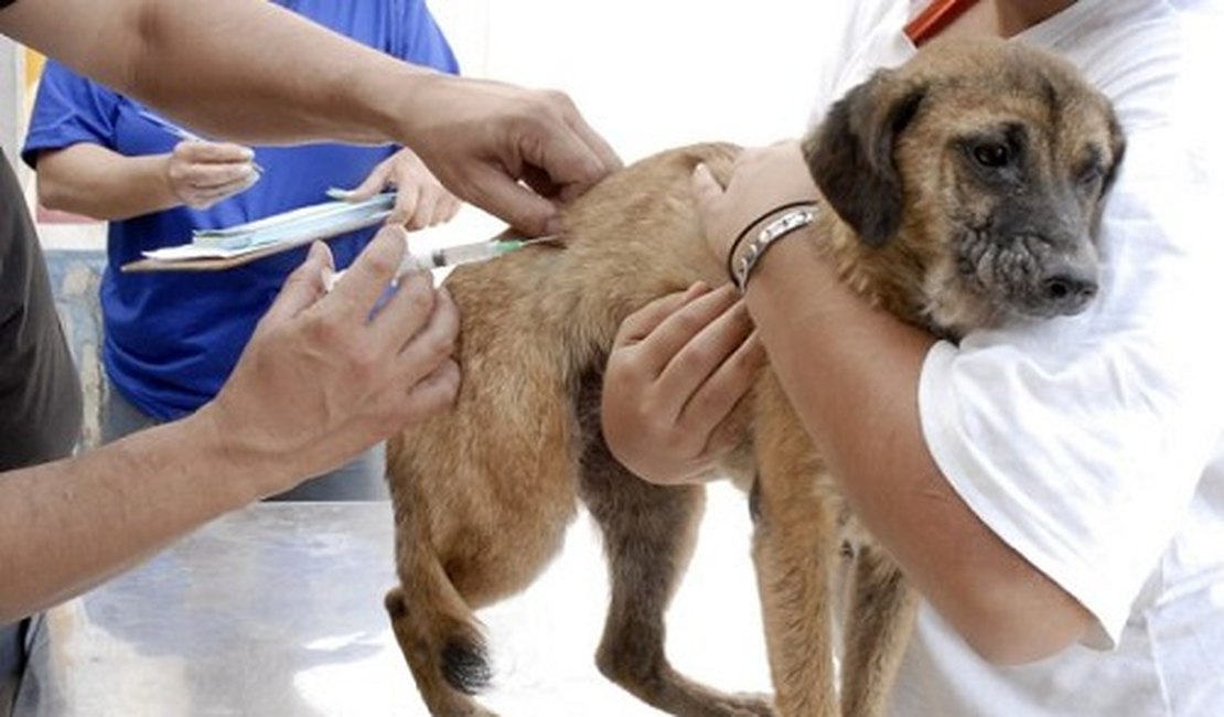 Após suspensão de vacina antirrábica, município orienta população em caso de mordidas de animais