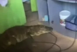 Jacaré é encontrado dentro de casa no bairro Petrópolis, em Maceió