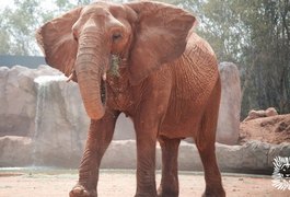 Elefante mata menina de 7 anos em zoológico no Marrocos