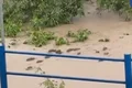 VÍDEO: Correnteza arrasta capivaras em Paudalho, no interior de Pernambuco