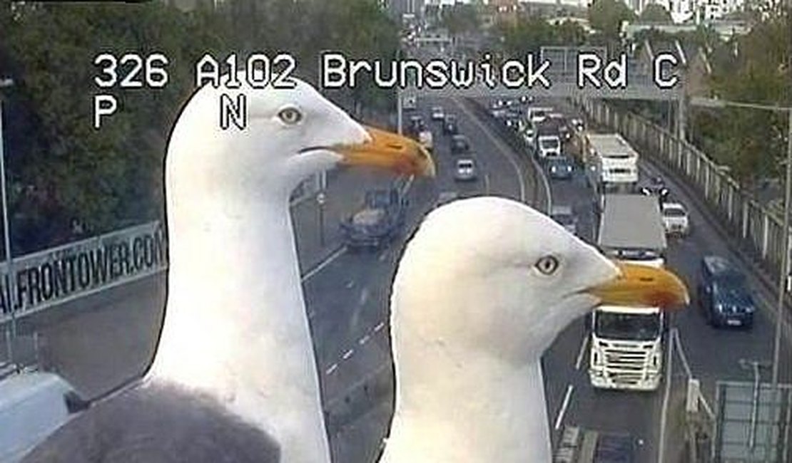 Gaivotas bloqueiam câmeras de trânsito em Londres e viralizam nas redes sociais
