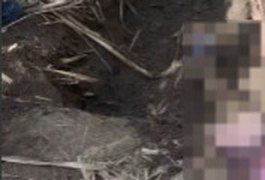 Cadáver enterrado em meio a canavial é encontrado em Penedo