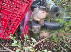 Homem que transportava frango em motocicleta, é encontrado morto às margens da AL-101 Sul, em Penedo