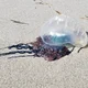 Jovem sofre queimaduras de caravelas e recebe atendimento na Praia do Francês