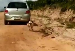 Após vídeo viralizar, homem que arrastou cachorro pela coleira é identificado pela polícia