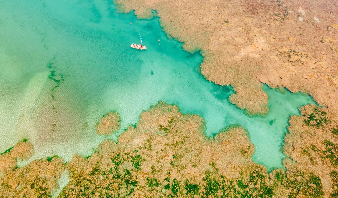Projeto Corais de Alagoas chega a 500 corais em cultivo no mar do estado