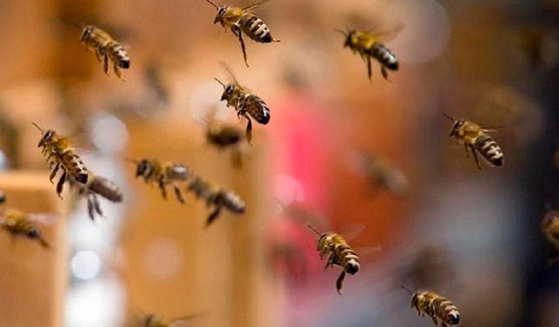 Abelhas picam moradores e bombeiros retiram colmeia de coqueiro em Penedo