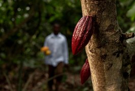 O impacto do clima e da geopolítica no preço do cacau