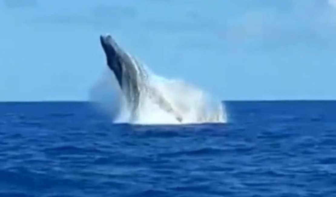 Vídeo. Pescadores flagram baleia no mar da Barra de Santo Antônio