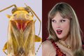 Swifties? Novos insetos descobertos recebem nomes em homenagem a Taylor Swift