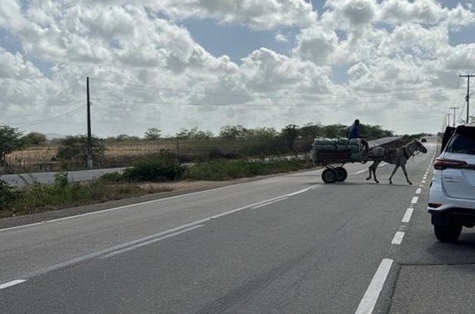 Advogada de Arapiraca perde bebê após acidente com animal solto na pista e faz denúncia sobre risco constante em rodovia