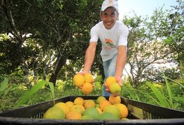 Produção de laranja lima orgânica muda cenário em Alagoas