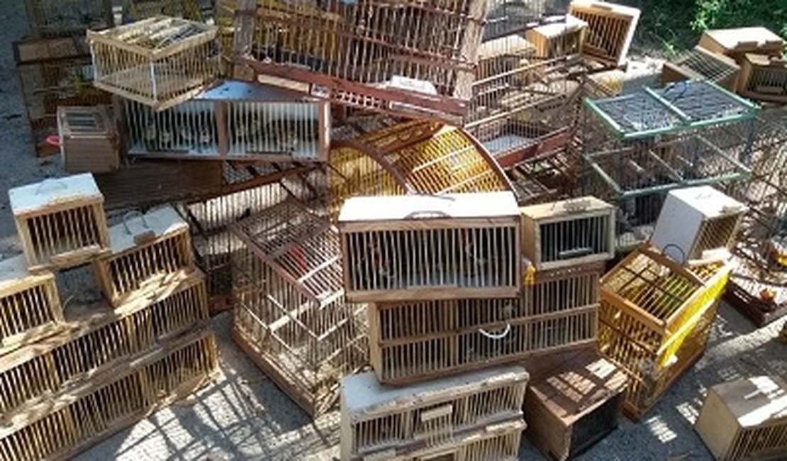 Batalhão Ambiental apreende mais de 170 pássaros sendo comercializados Alagoas