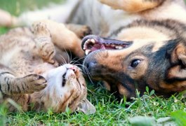 CCJ aprova criminalização de agressões contra cães e gatos