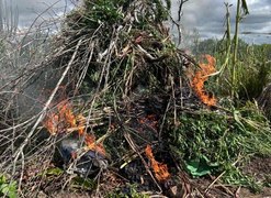 Operação conjunta da PF e PM/AL destrói 2,8 mil pés de maconha