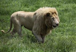 Leão mata homem que tentava domesticá-lo no Iraque