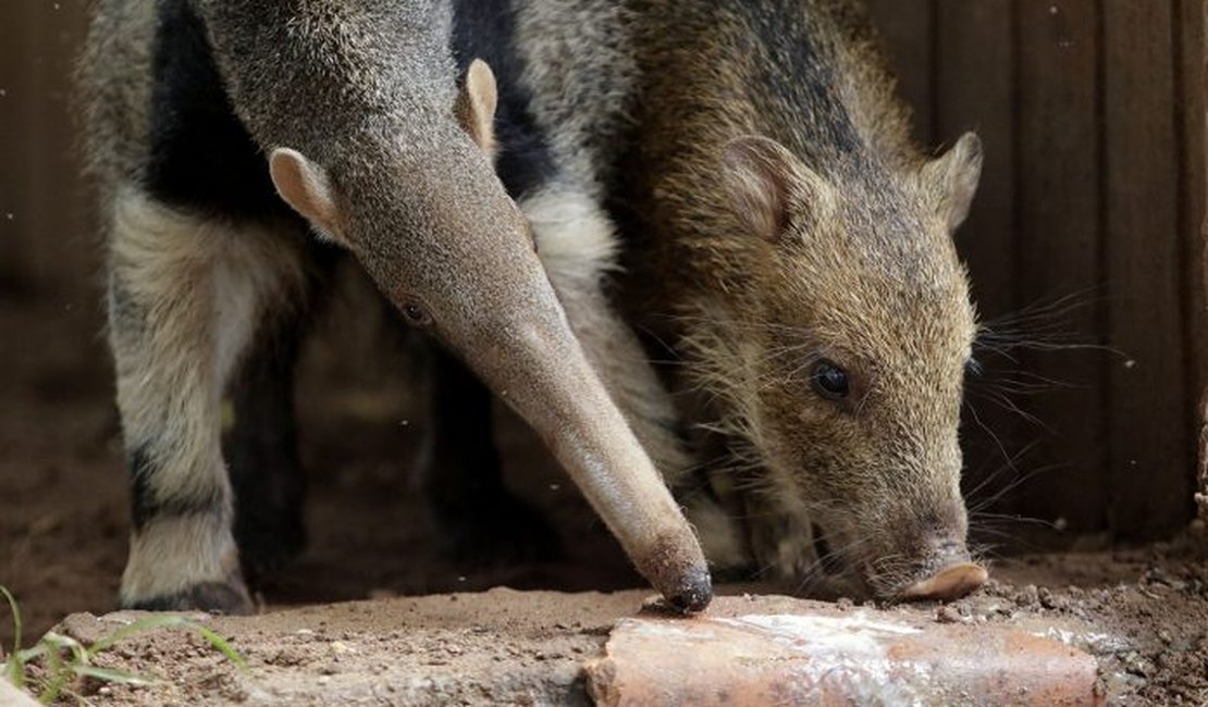 Veja para qual número ligar em Alagoas se encontrar um animal silvestre em casa